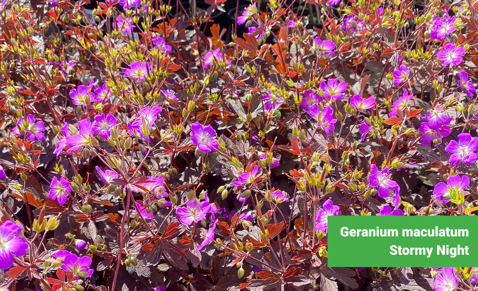 Geranium maculatum Stormy Night with purple flowers